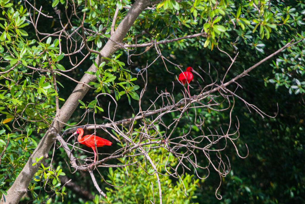 Guarás sobrevoando o Delta do Parnaíba na Rota das Emoções